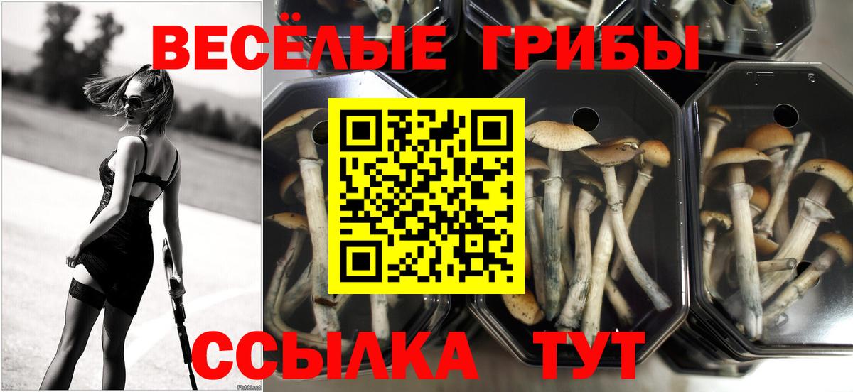 Псилоцибиновые грибы Psilocybe  Вход с VPN  Сунжа 